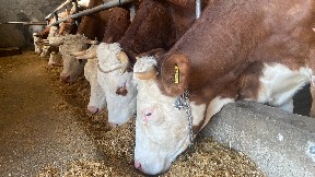 Stabilnija situacija s mlekom